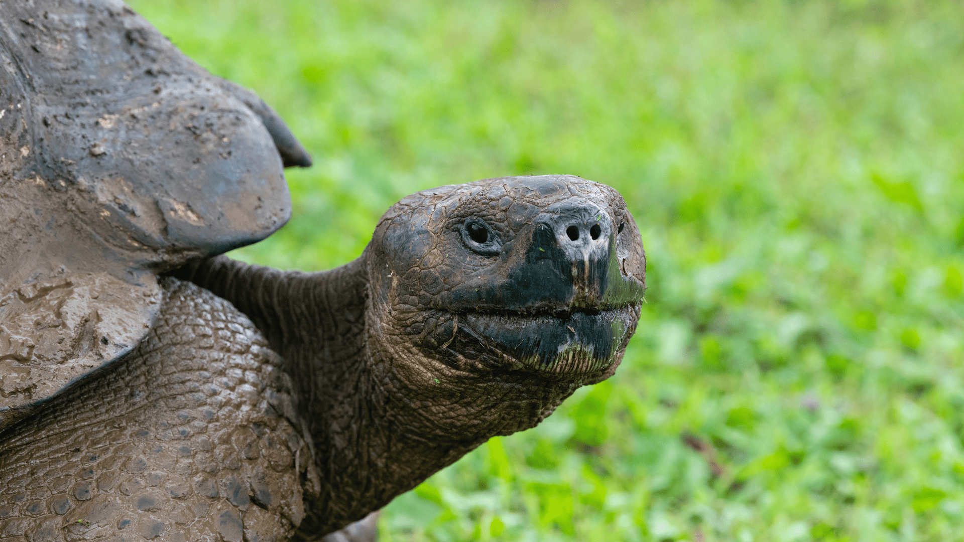 Giant tortoise, Santa Cruz